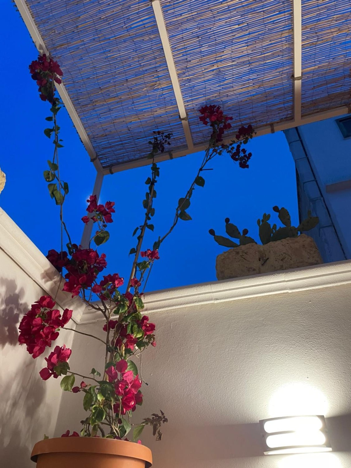 Una buganvillea fiorita sotto un graticcio di canne e il cielo blu