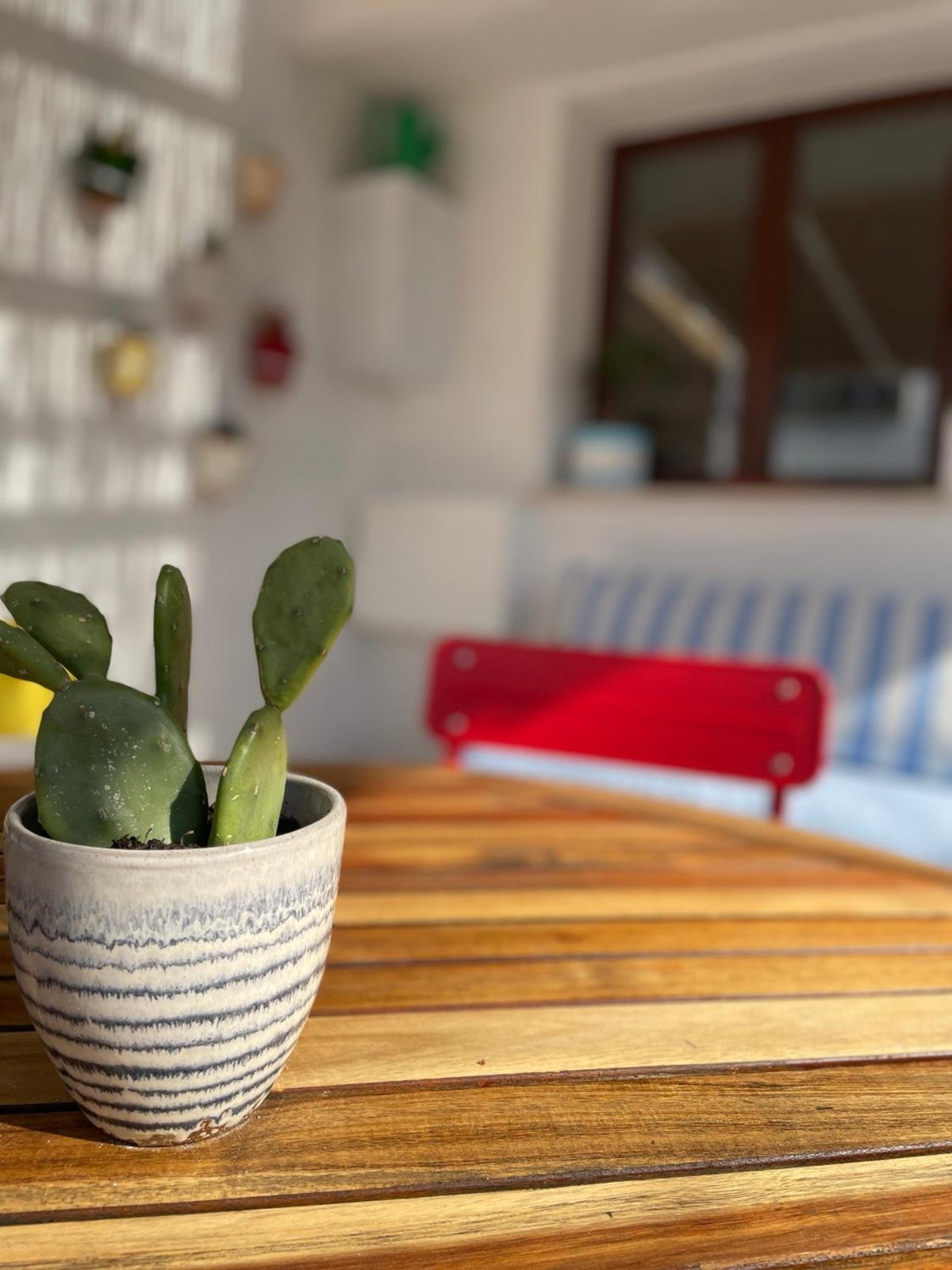 Un cactus in vaso su un tavolo di legno